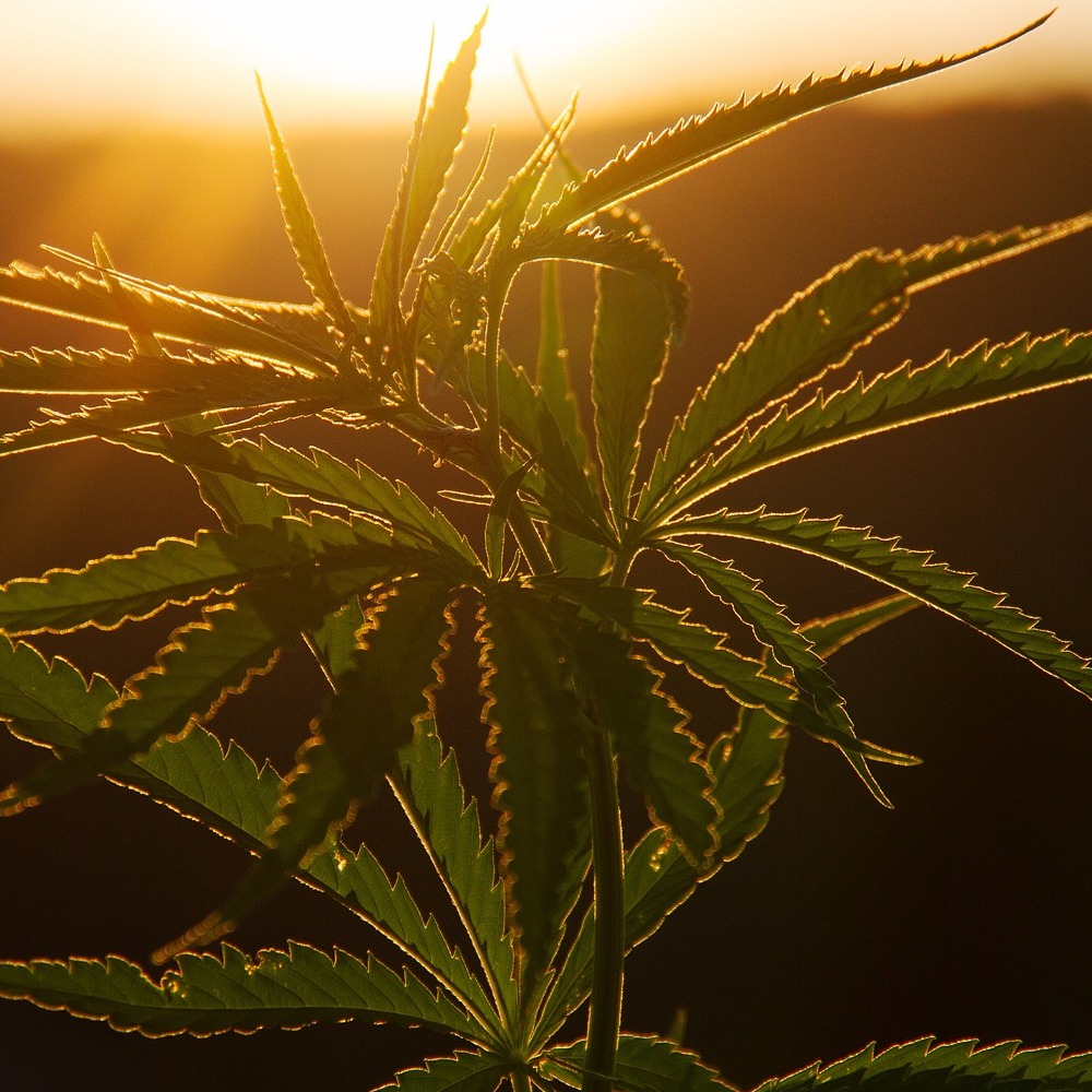 Nasiona konopi autoflowering – czym są i jak skutecznie je uprawiać?