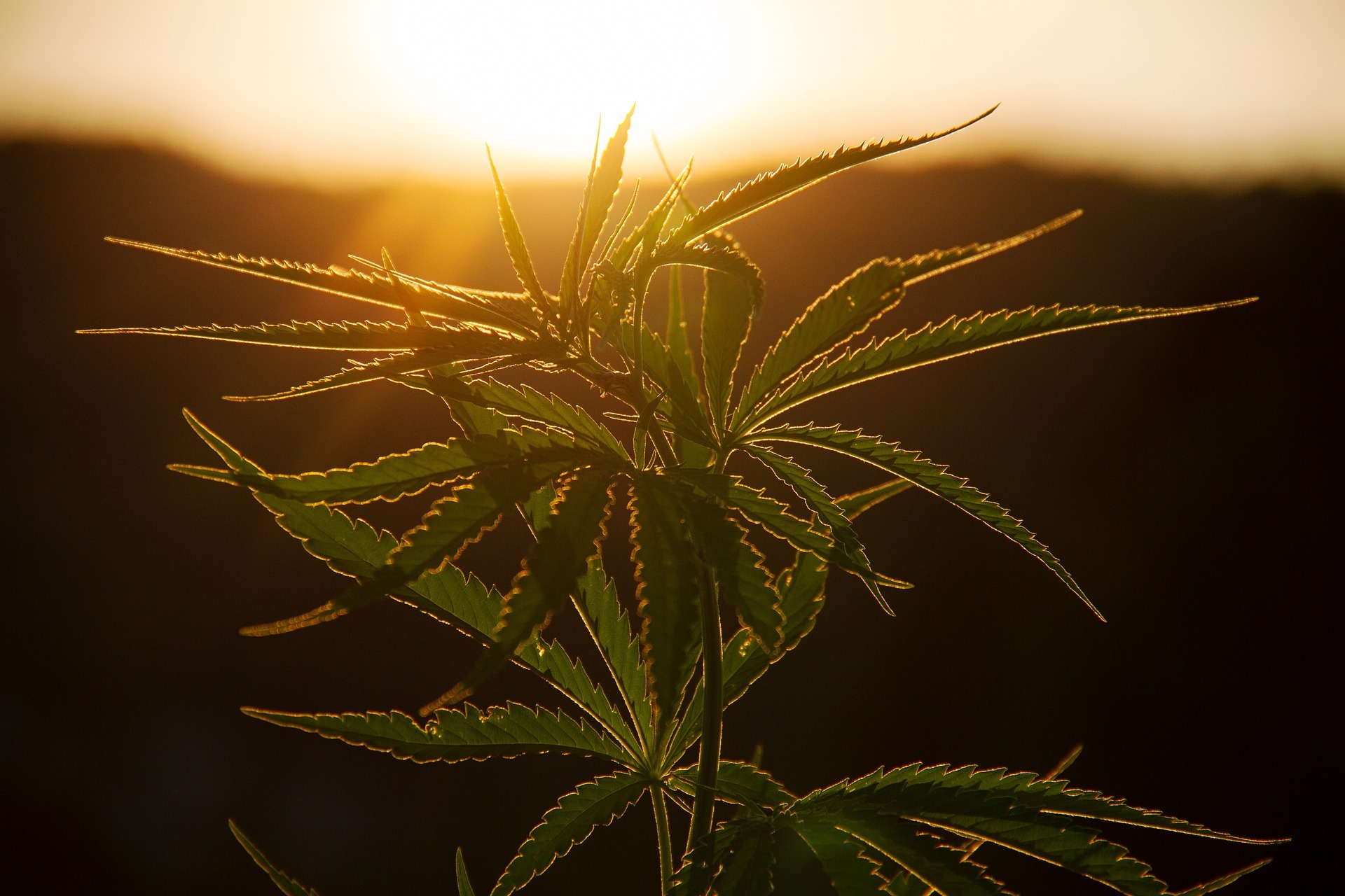 Nasiona konopi autoflowering – czym są i jak skutecznie je uprawiać?