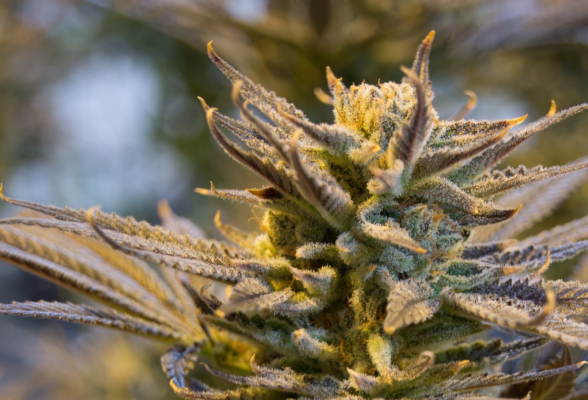 Medyczna marihuana a depresja